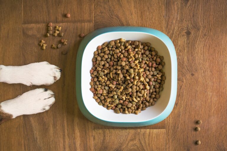 dog food, dog bowl, dog kibble, dry dog food, paws, dog paws, dog food bowl, grain free dog food, dog treat, pet food, dog, pet, dog eating, dog feeding, dog stay, dog training, animal, brown eating